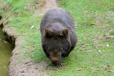Wombat,%20krewny%20koali.