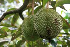 Durian%20na%20drzewie.